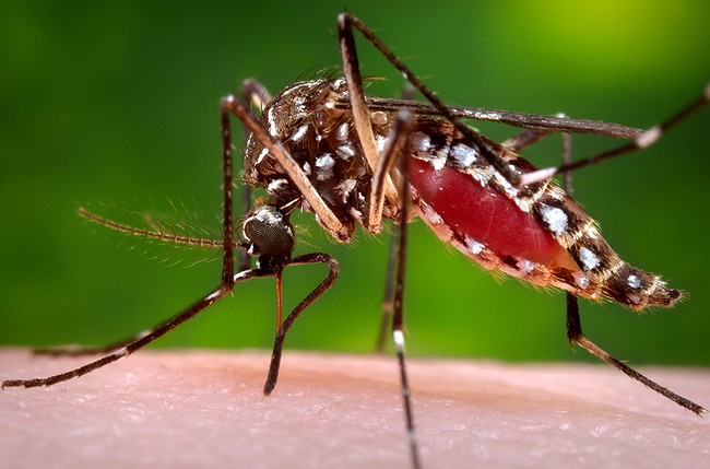 Pregnant woman is second Zika case in Los Angeles County