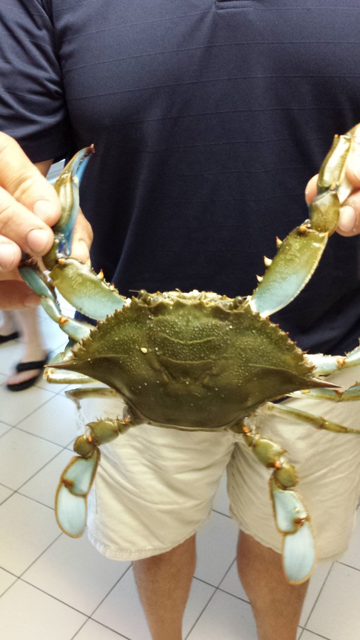 blue crab claws