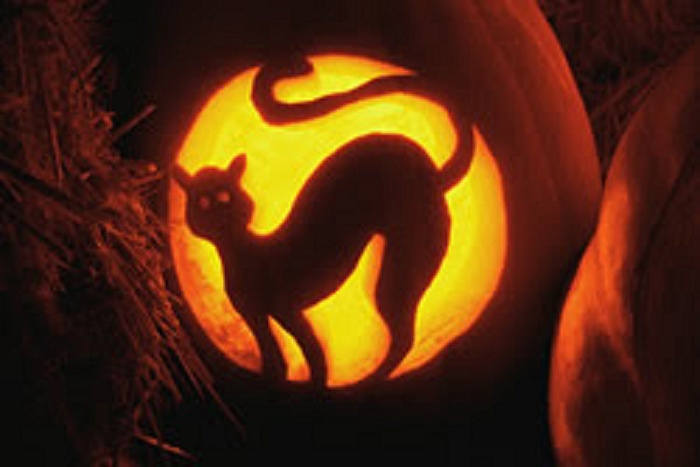 NCSPCA: Halloween Tips for You and Your Pets | LongIsland.com