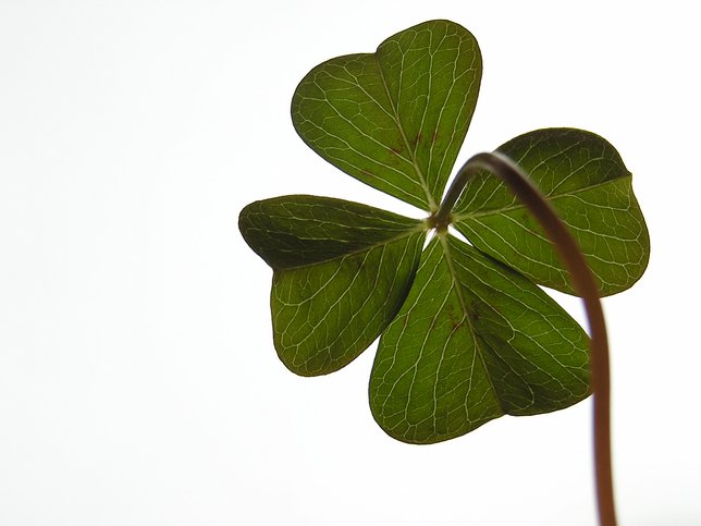 Keep the Luck o' the Irish With Your Year Round: How to Preserve a Four  Leaf Clover!