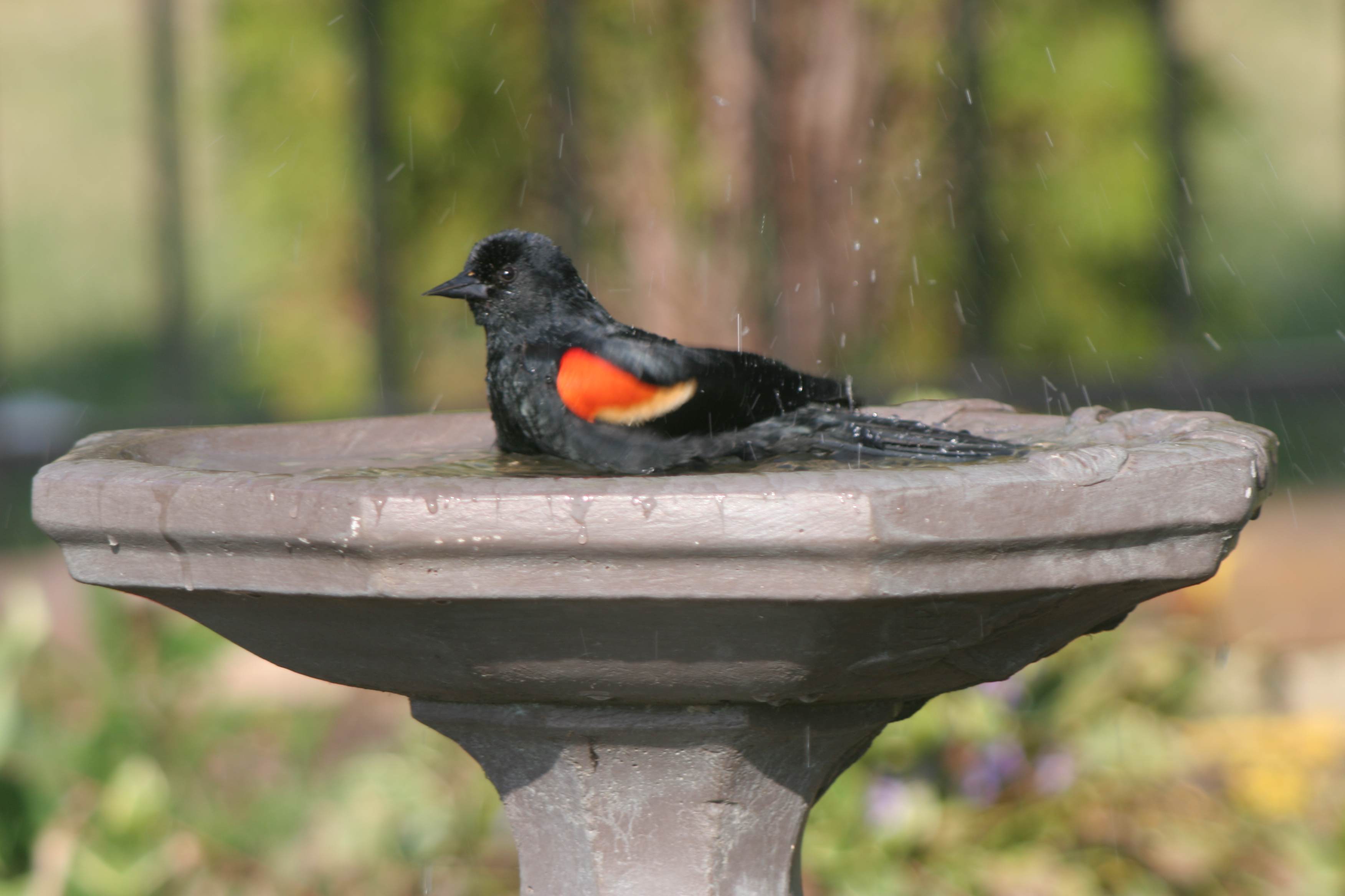 DEC: Emptying and Cleaning Feeders and Bird Baths Can Limit Spread of Disease | LongIsland.com