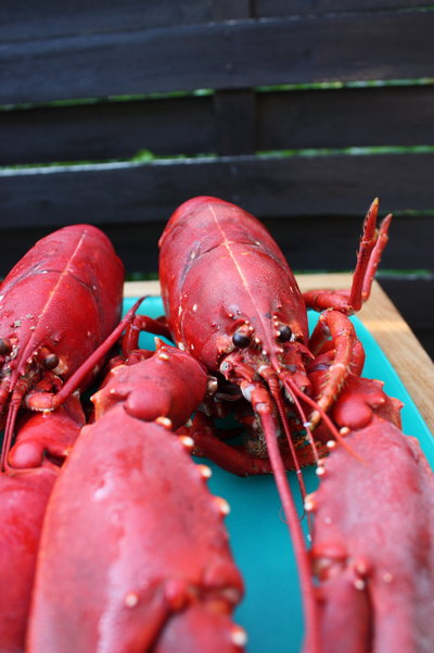 DEC Announces Adoption of Lobster Closed Season in Ocean Waters off the ...