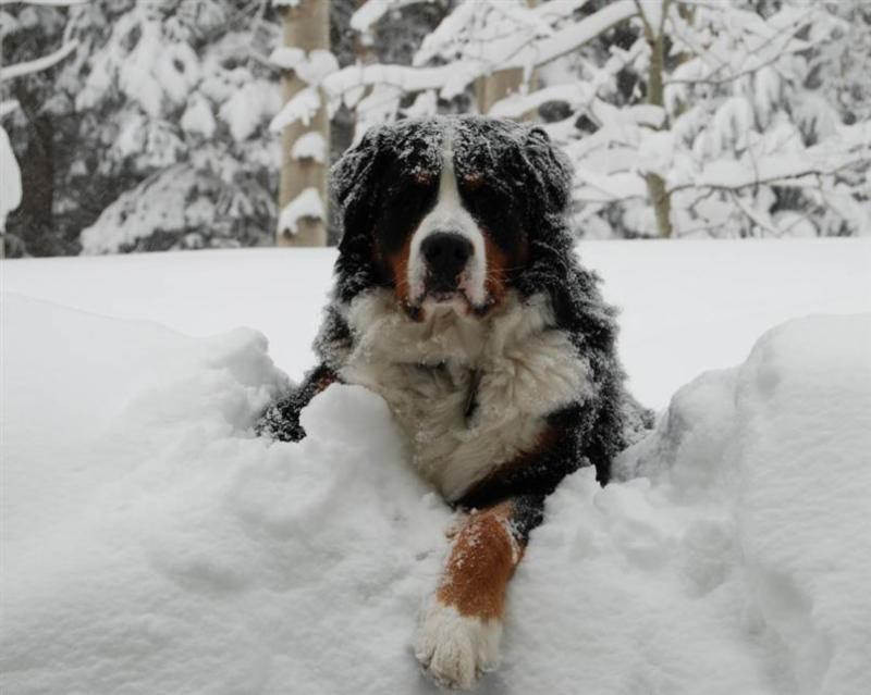 Nassau County SPCA Offers Blizzard Safety Tips for Pet Owners ...