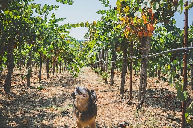 are dogs allowed in the wineries on long island