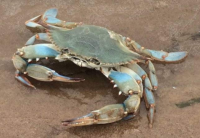 SPI Home Large Bluepoint Crab