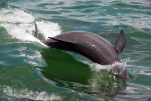 dolphin mass
