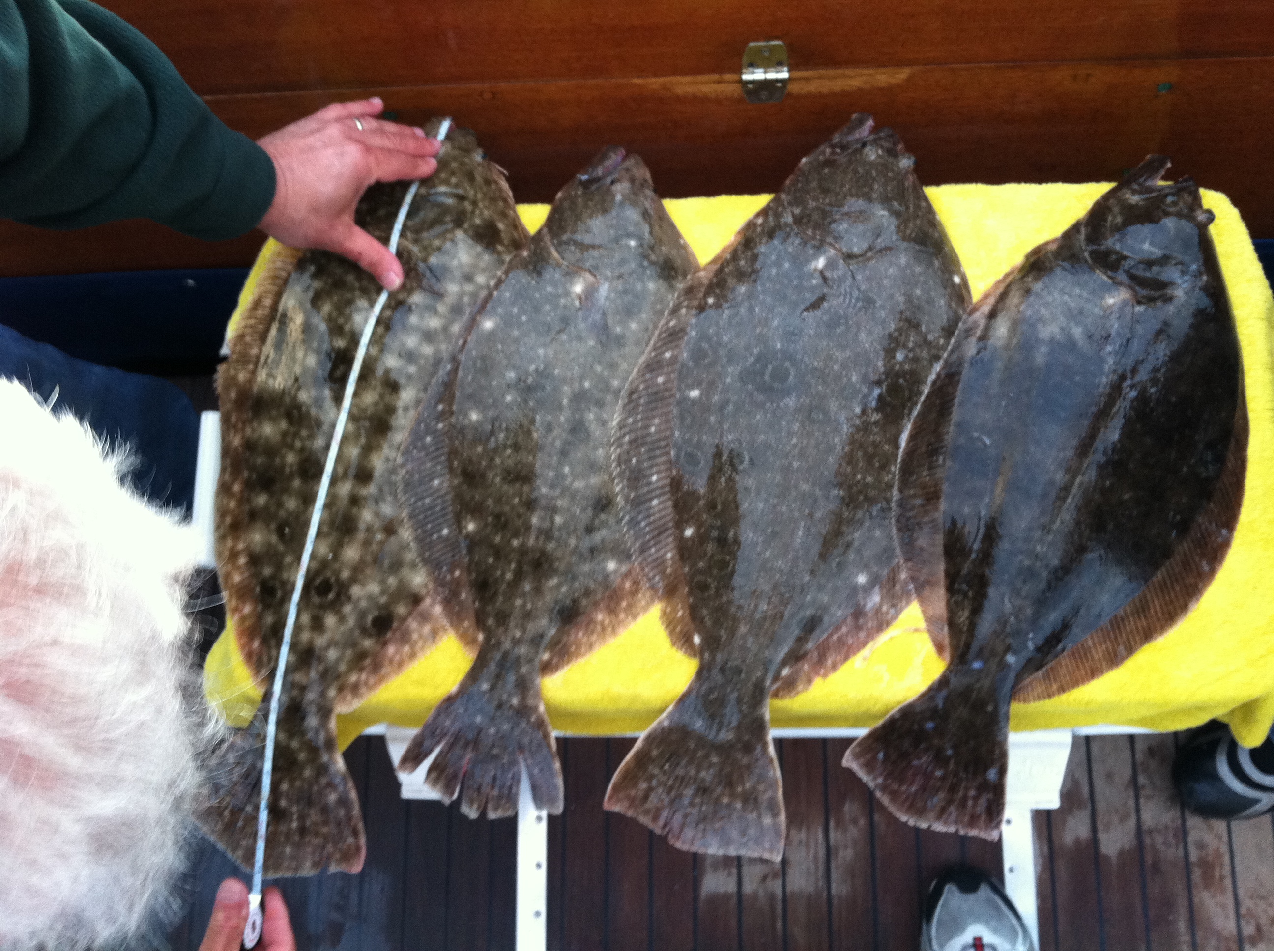 Fluke Fish Cost at Nicholas Rodriguez blog