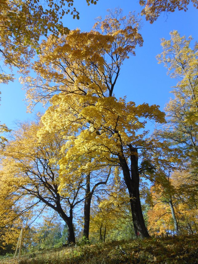 Changing Colors: Fall Foliage Viewing Guide | LongIsland.com