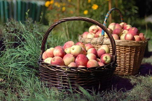 Awesome Apple Picking Places & Helpful Tips | LongIsland.com