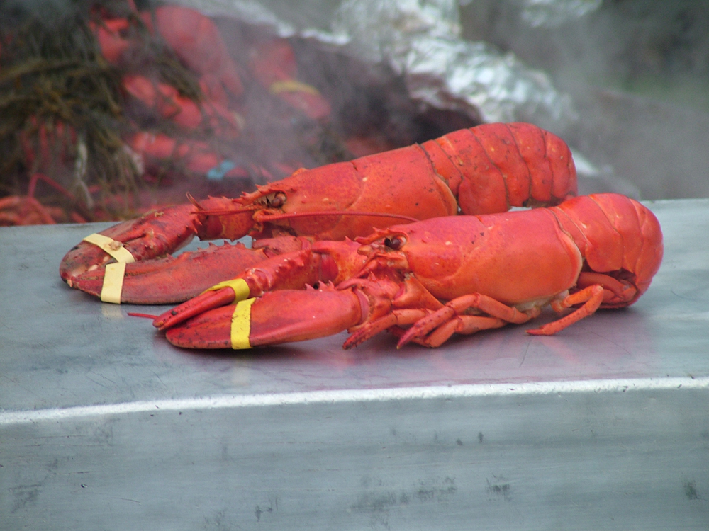 Long Island Lobster Specials