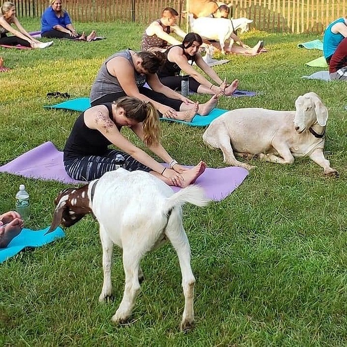 Goat Yoga for Kids and Adults in Smithtown