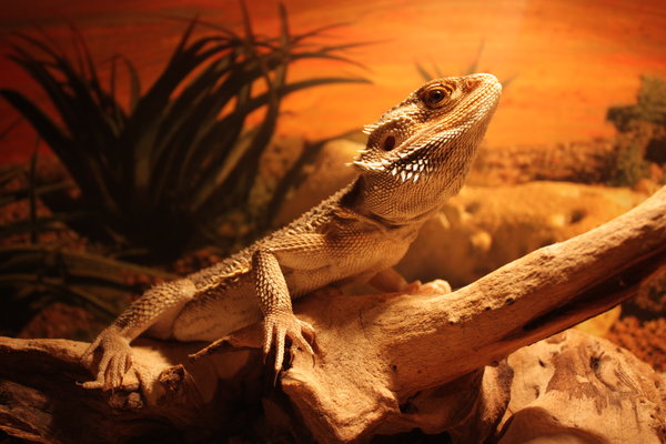 Outbreak strain of Salmonella traced to pet bearded dragons; 25 states  involved