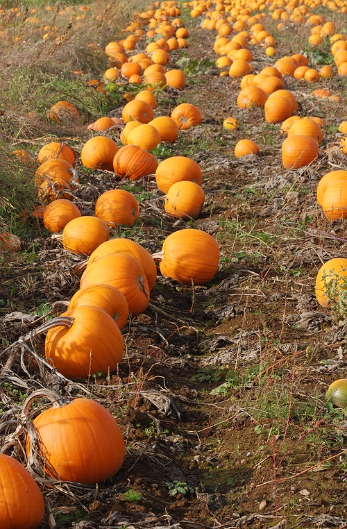 pumpkin patch patchogue