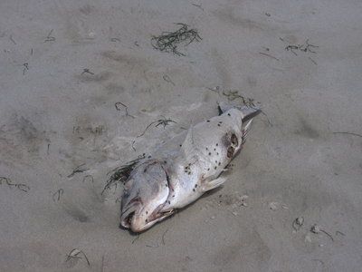 Toxic Rust Tide Threatens East Coast Estuaries and Bays, Killing Fish ...