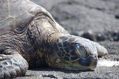 318-Pound Loggerhead Sea Turtle Found Dead at Orient Point | LongIsland.com