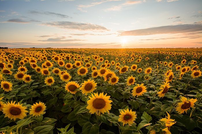 The North Fork Sunflower Maze | LongIsland.com