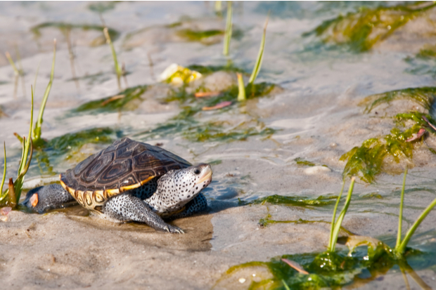 Oyster Bay Helping to Protect Terrapin Turtle Nesting Areas ...