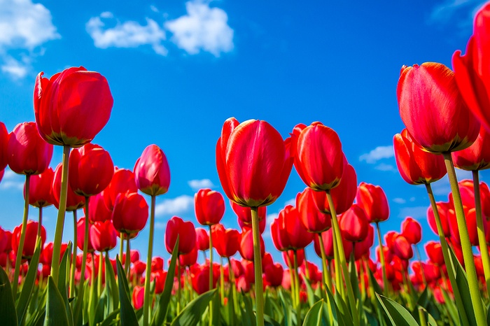 Long Island Tulip Festival in Manorville | LongIsland.com