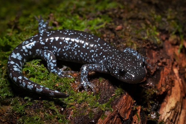 Sabin Search Night Blue-Spotted Bridgehampton in Salamander Leads Andy Herpetologist