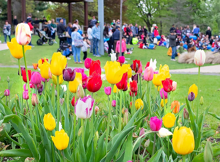 These Long Island Spring Festivals Can’t Be Missed