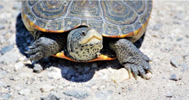 Turtles on Long Island Springing From Nests, Trek to Safety ...