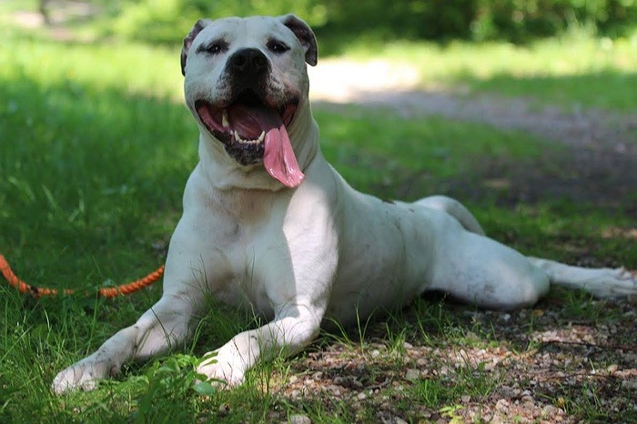 Buddy is This Week's Ultimate Adorable Adoptable | LongIsland.com