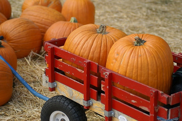 Wally the Green Monster to Visit SVT's Pumpkin Patch Fall Festival