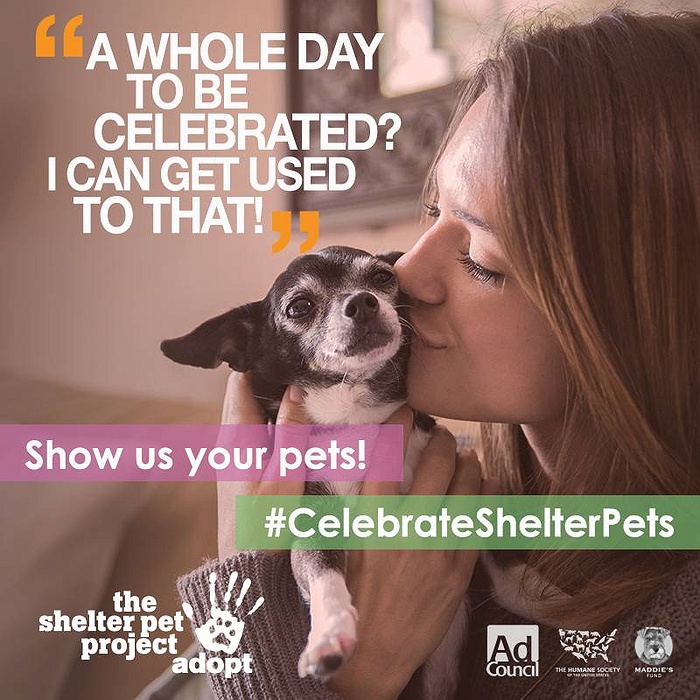 National Adopt A Shelter Pet Day