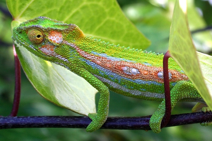 Scales, Feathers and Fur