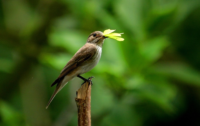 Bird Watching with ELREC – The NEN – North Edinburgh News