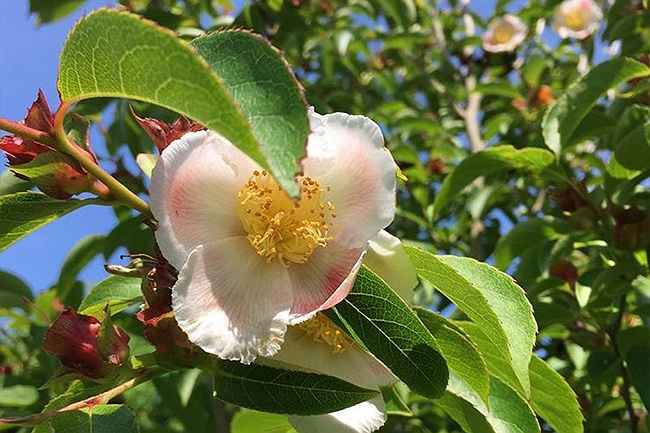 Garden Conservancy Open Days Garden Tour East Hampton