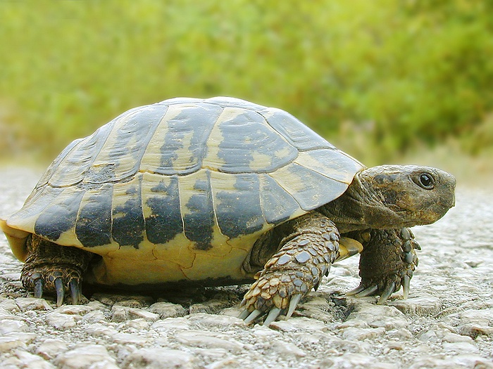 Turtle Walk