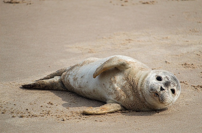 Seal Hike at Montauk Point State Park