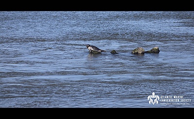 AMSEAS Seal Walk & Beach Cleanup at Cupsogue County Park