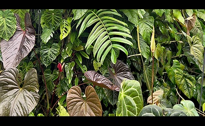 Winter Seminar: “The World of Exotic Houseplants”