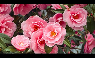 Winter Seminar: “All Things Camellias”