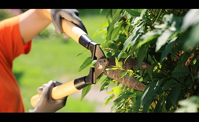 Winter Seminar: “The ABC’s of Pruning Shrubs”