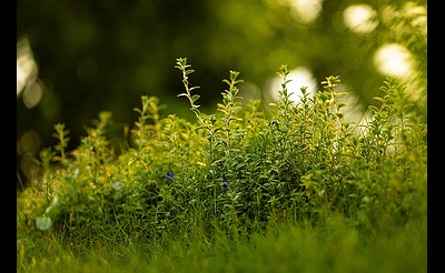 Bringing the Woodland Home: Shade Gardening with Native Plants