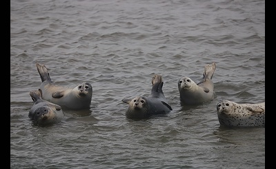 AMSEAS Seal Watching Cruise in Shinnecock Bay