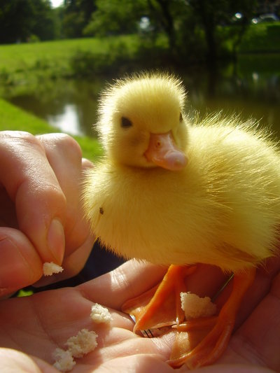 best-places-to-see-baby-animals-this-spring-family-friendly-fun-at-local-farms-and-nature